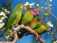 /album/galeria-de-fotos1/a7897passaros-jpg1/